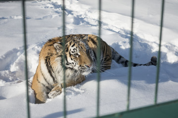 Close-up portrait of Siberian Tiger, Beautiful face portrait of Amur Tiger