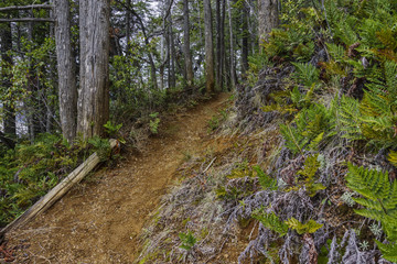 Forest Trail at Los Alerces National Park