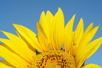 Close-up of sun flower against