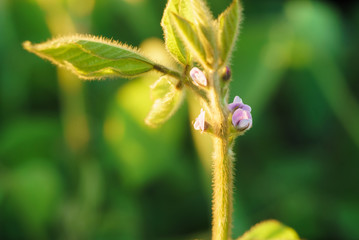 Fototapeta premium Flowering of soybean in summer