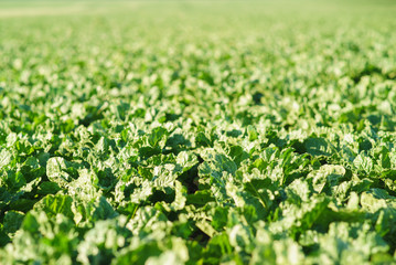Leaves of sugar beet