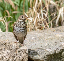 Hermit thrush perched on rock near Capulin Spring, Sandia Mountains, New Mexico