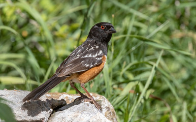 Spotted towhee on rock near Capulin Spring, Sandia Mountains, New Mexico