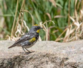 Yellow-rumped warbler [male] on rock near Capulin Spring, Sandia Mountains, New Mexico