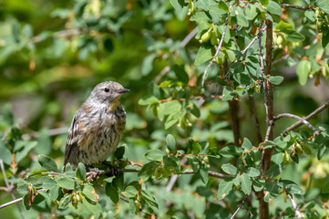 Yellow-rumped warbler female at Capulin Spring, Sandia Mountains, New Mexico