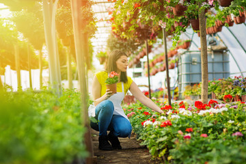 Young female gardener taking care of flowers in glasshouse on sunny day. Vibrant colors, no...
