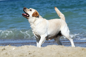 sweet yellow labrados playing at the sea portrait