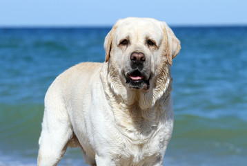 the sweet yellow labrados playing at the sea portrait