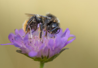 Hummel auf Blüte
