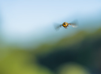 fliegende Biene von hinten