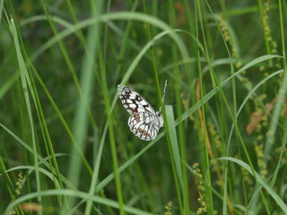 mariposa blanca y negra frontal