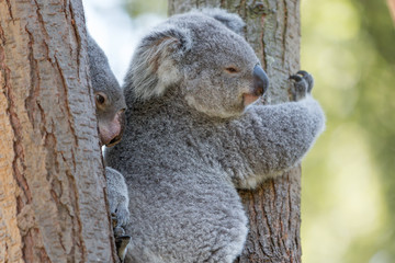Koala (Phascolarctos cinereus) Koalabär