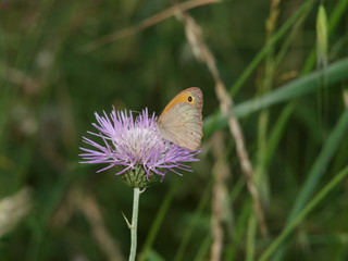 mariposa sobre flor de cardo