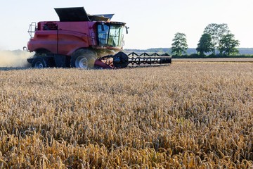 Obraz premium &nbsp; A harvest of wheat by a modern combine harvester on a hot, sunny day.