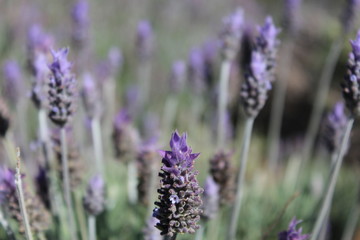 Obraz premium Lavender's flowers