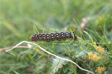 Wolfsmilchschwärmer