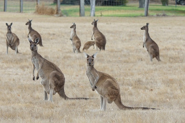 Western Grey Kangaroo, Macropus fuliginosus, photo was taken in Western Australia