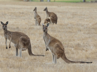 Naklejka na ściany i meble Western Grey Kangaroo, Macropus fuliginosus, photo was taken in Western Australia