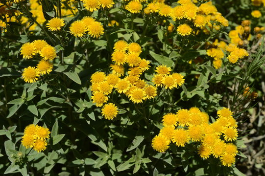 Inula germanica - yellow daisy-like flowerheads with narrow ray-florets