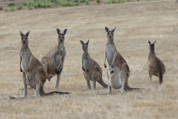 Western Grey Kangaroo, Macropus fuliginosus, photo was taken in Western Australia © alfotokunst