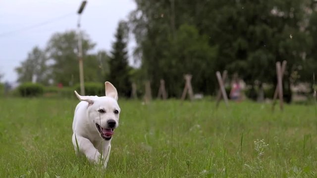 Energetic happy white Labrador puppy running in the Park on green grass. Slowmotion.