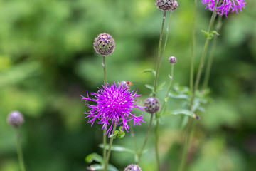 Centaurea scabiosa close up, macro