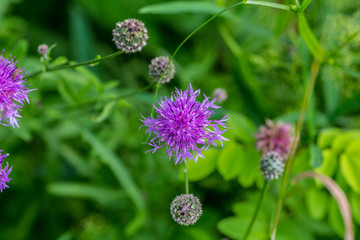 Centaurea scabiosa close up, macro