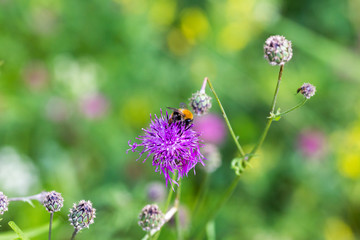 Centaurea scabiosa close up, macro