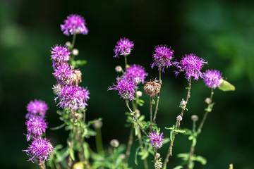 Centaurea scabiosa close up, macro