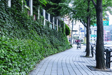 roadside trees in korea