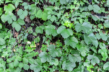 roadside trees in korea