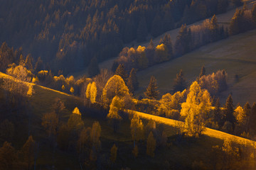The "golden" trees in low sun light rays on a mountain slope. Somewhere seen remnants of snow. Carpathian mountains. Ukraine.