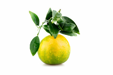 Isolated Fresh Citrus Reticulata Orange with Leaves on White Background