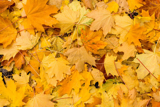 Autumn wet maple leaves background.