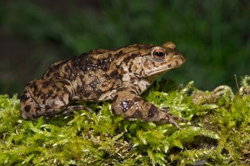 Common Toad (Bufo bufo)/Common Toad migrating to breeding pond