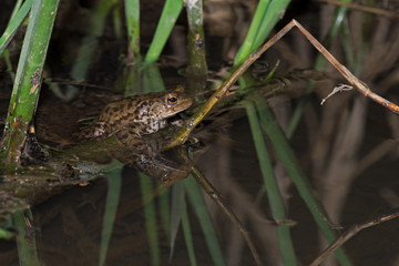 Common Toad (Bufo bufo)/Common Toad reflected in surface of breeding pond at night