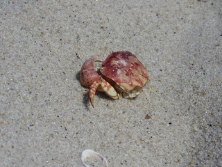 A dead crab at the beach 