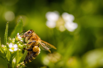 Bee on a white flower collecting pollen and gathering nectar to produce honey in the hive