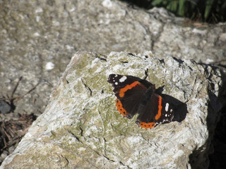 Red admiral butterfly or Vanessa atalanta resting on the rock with wings opened