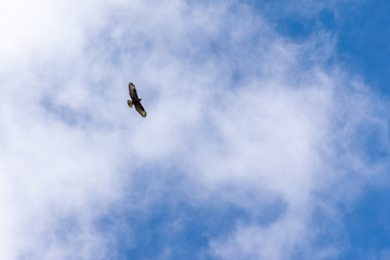 Single bird on sky with clouds background
