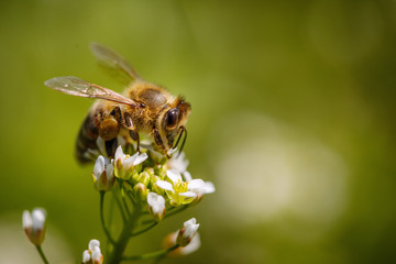 Bee on a white flower collecting pollen and gathering nectar to produce honey in the hive