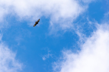 Single bird on sky with clouds background