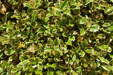 Leafy Green Ivy For Screensaver or Background. Background Screensaver Biology.