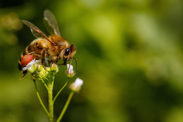 Bee on a white flower collecting pollen and gathering nectar to produce honey in the hive with copy space