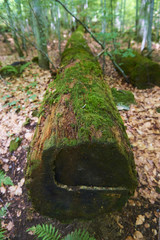 Boubin virgin (primeval) forest is the best renowned protected area in the Czech Republic. It is one of the oldest forest reserves in Europe.
