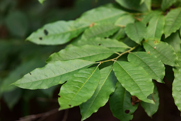 Yellow flowers in the Sharp's Ridge Memorial Park in Knoxville Tennessee