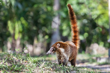 White-nosed Coati (Nasua narica), Tikal, Guatemala