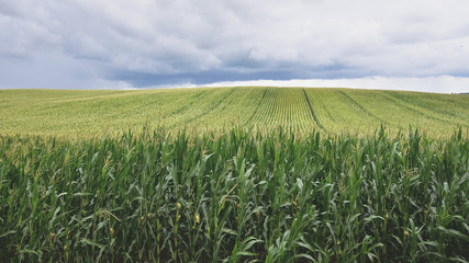 Beautiful green corn field with stormy sky.