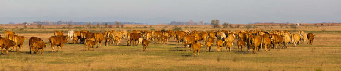 Image of cows in the steppes in hungarian Hortobagy