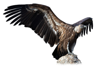 Naklejka premium Griffon vulture on stone on white background